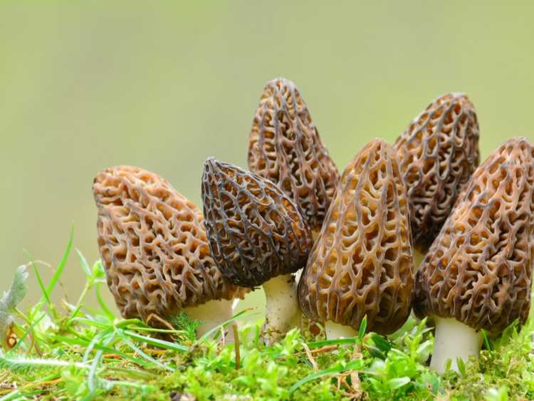 You are currently viewing Comment faire pousser des morilles : cultiver des morilles à la maison