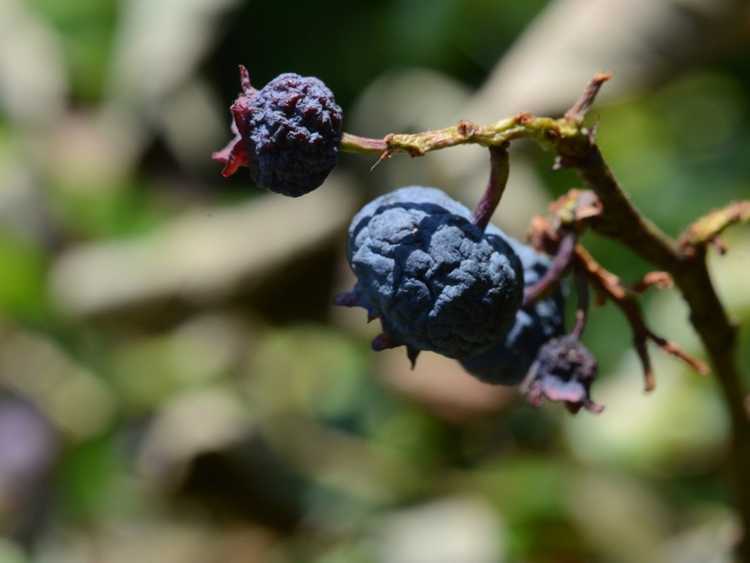 You are currently viewing Qu'est-ce que Blueberry Mummy Berry – Que faire à propos des myrtilles momifiées