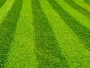 Lire la suite à propos de l’article Conception de tonte de pelouse : découvrez les modèles de tonte de pelouse