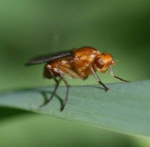 Lire la suite à propos de l’article Lutte contre la mouche de la carotte : conseils pour lutter contre les asticots de la mouche de la carotte