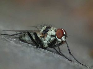 Lire la suite à propos de l’article Insectes mangeurs de racines : identification des vers des racines des légumes et contrôle de la mouche des racines