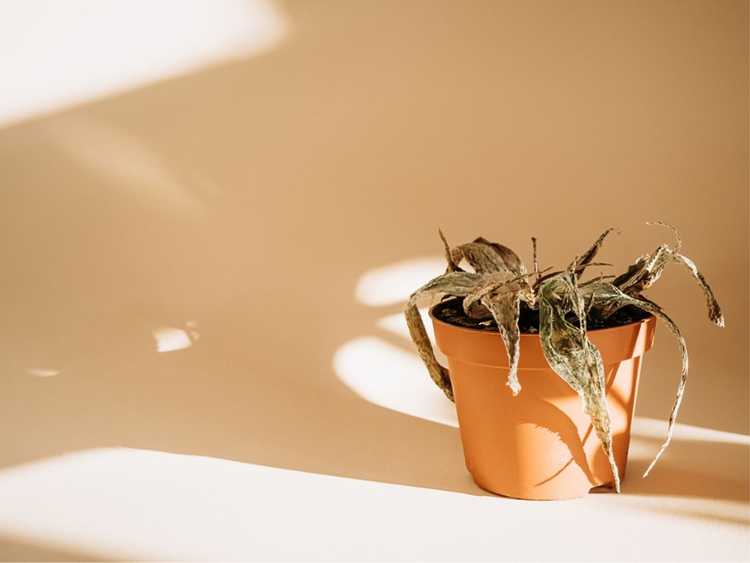 Lire la suite à propos de l’article Mort des plantes d'aloès : causes courantes et comment y remédier