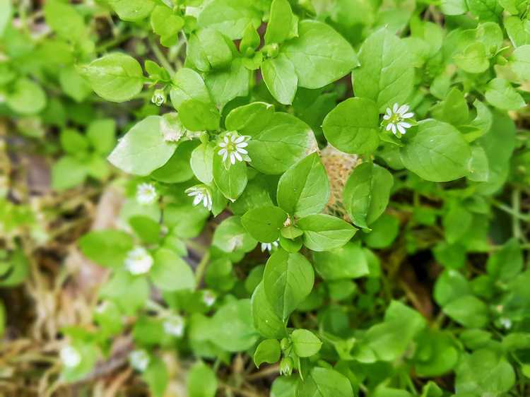 Lire la suite à propos de l’article Pouvez-vous manger du mouron – Utilisation à base de plantes de plantes de mouron