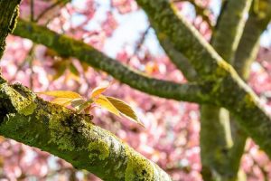 Lire la suite à propos de l’article Lichen et mousse des arbres fruitiers – La mousse sur un arbre fruitier est-elle mauvaise