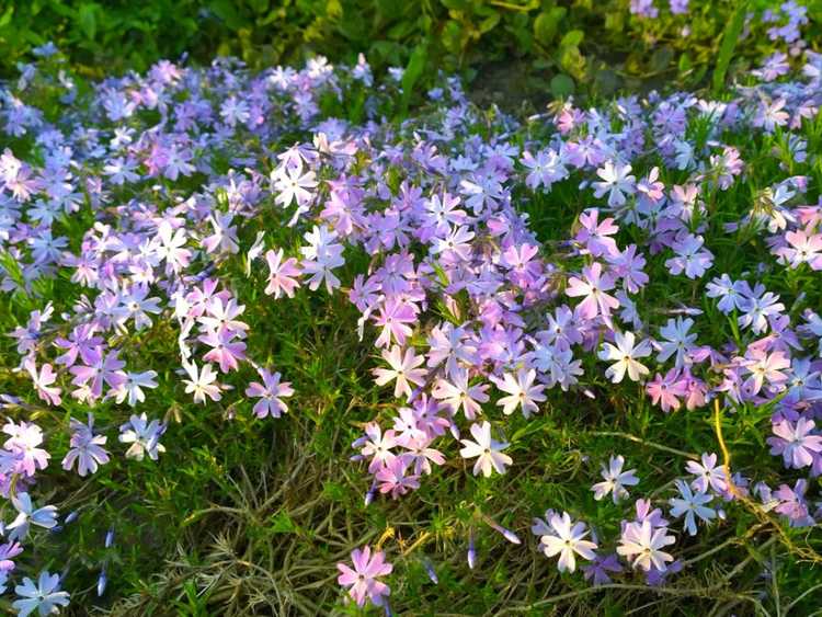 You are currently viewing Plantes de Phlox rampantes pourries: gestion de la pourriture noire sur le Phlox rampant