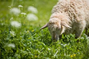 Lire la suite à propos de l’article Moutons et plantes vénéneuses – Quelles plantes sont toxiques pour les moutons