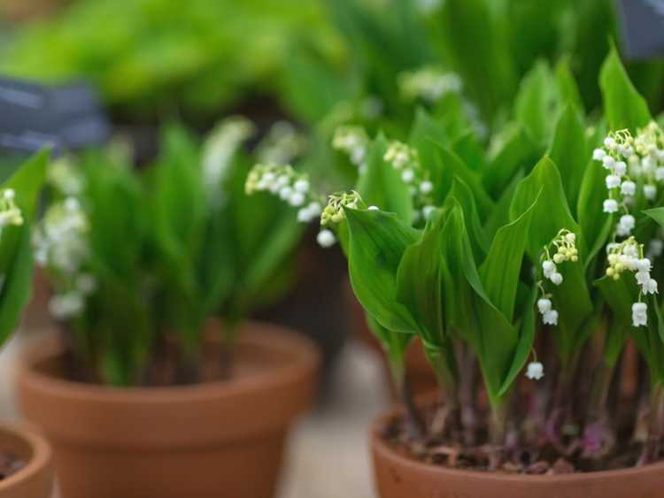 You are currently viewing Cultiver du muguet en pot : comment planter du muguet en pot