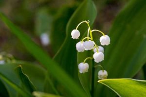 Lire la suite à propos de l’article Le muguet est-il toxique : Comprendre la toxicité du muguet