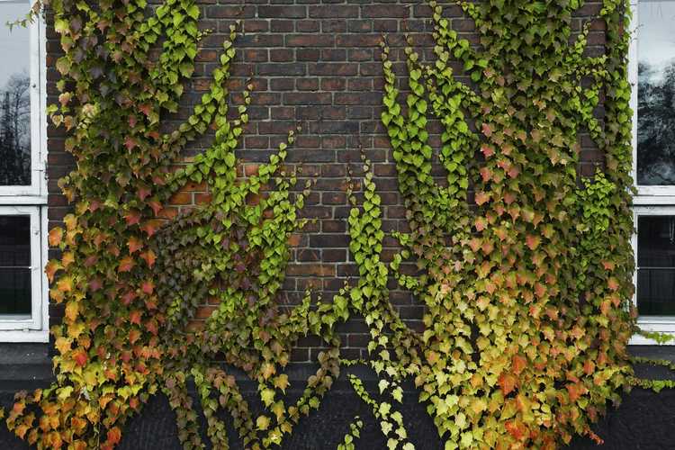 You are currently viewing Couvrir les murs de briques avec des vignes : quel type de vigne pour un mur de briques