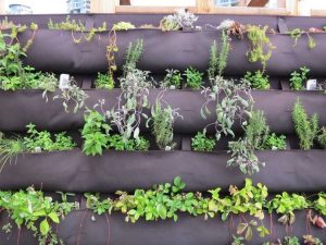 Lire la suite à propos de l’article Créer un jardin mural d'herbes aromatiques : comment créer un jardin mural d'herbes aromatiques
