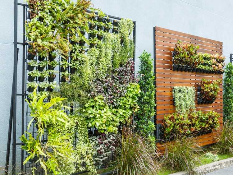Lire la suite à propos de l’article Comment faire pousser un mur végétal extérieur