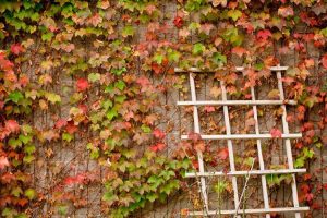 Lire la suite à propos de l’article Boston Ivy sur les murs : les vignes de Boston Ivy endommageront-elles les murs