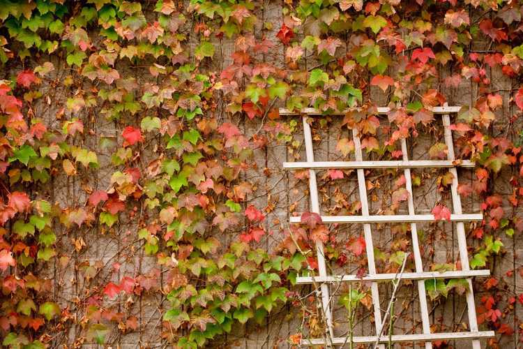 You are currently viewing Boston Ivy sur les murs : les vignes de Boston Ivy endommageront-elles les murs