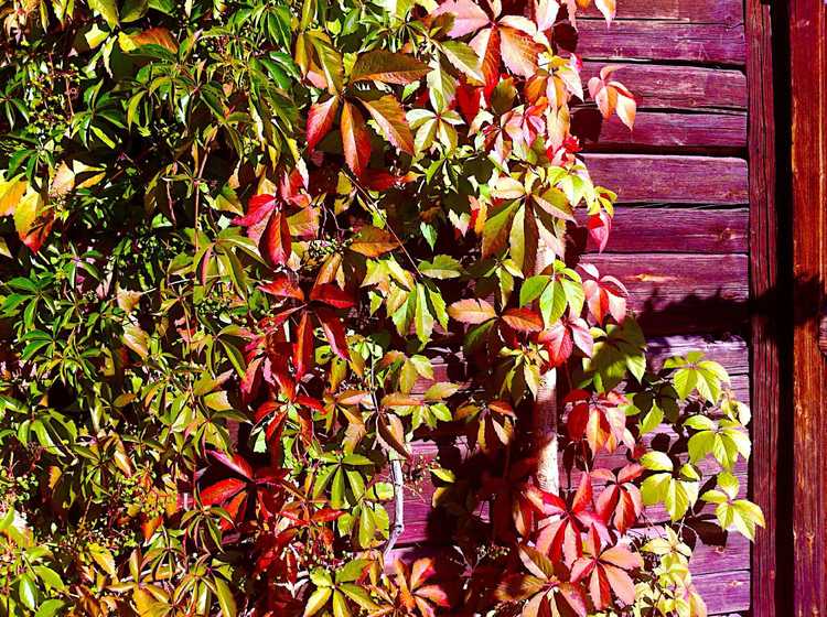 You are currently viewing Entretien de la vigne vierge : informations sur la culture et entretien des plantes de vigne vierge