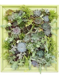 Lire la suite à propos de l’article Cultivez un mur de plantes succulentes vivantes – Prendre soin des jardinières murales succulentes