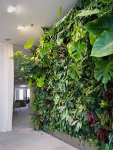 Lire la suite à propos de l’article Plantes d'intérieur à cultiver verticalement – Meilleures plantes d'intérieur pour les jardins verticaux