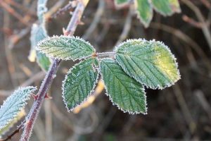 Lire la suite à propos de l’article Buissons de mûres en hiver – Comment protéger les plants de mûres