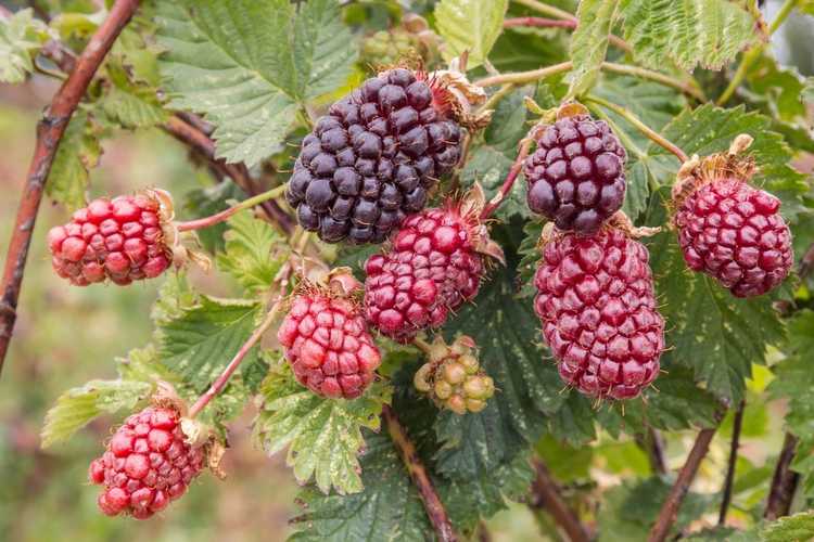 You are currently viewing Informations sur l'usine de Boysenberry – Conseils pour cultiver une plante de Boysenberry