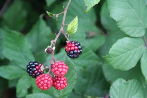 Lire la suite à propos de l’article Dommages causés par les acariens des fruits rouges – Conseils pour lutter contre les acariens des fruits rouges