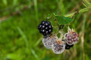 Lire la suite à propos de l’article Mes mûres pourrissent : raisons de la pourriture des fruits des plants de mûres