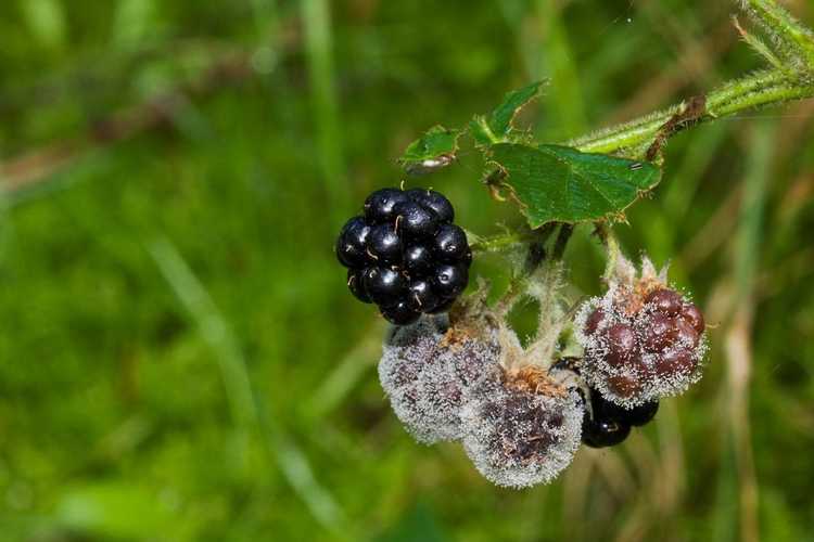 You are currently viewing Mes mûres pourrissent : raisons de la pourriture des fruits des plants de mûres