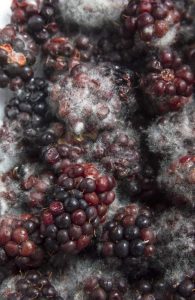 Lire la suite à propos de l’article Pourriture des fruits à Penicillium des mûres : quelles sont les causes de la pourriture des fruits des mûres