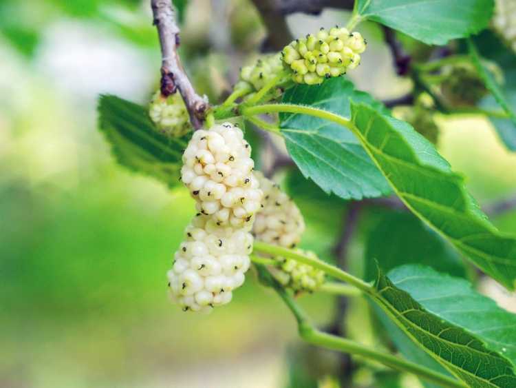 You are currently viewing Informations sur le mûrier blanc : Conseils pour prendre soin des mûriers blancs