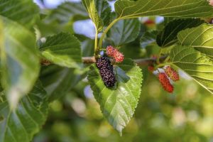 Lire la suite à propos de l’article Faits sur le mûrier nain: Comment faire pousser un mûrier dans un pot