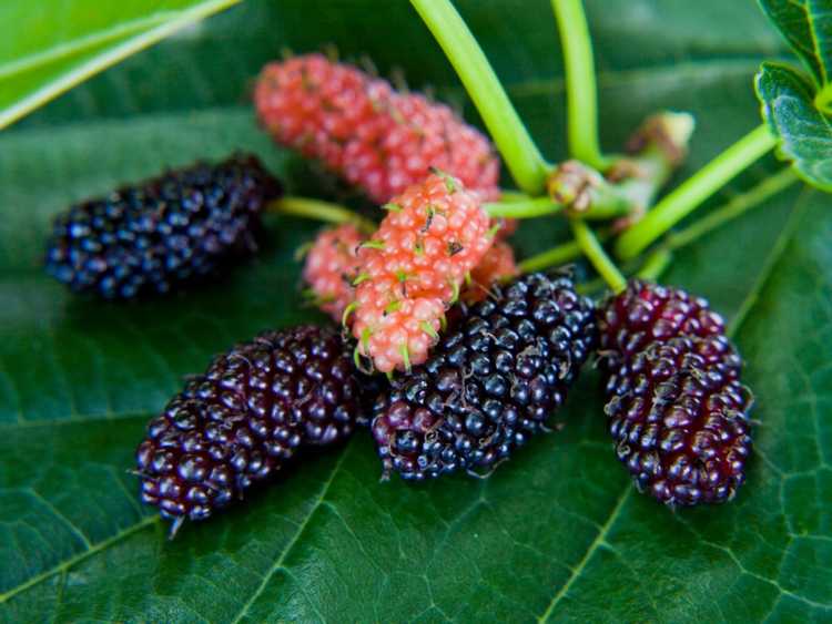 You are currently viewing Chute de fruits du mûrier : raisons pour lesquelles un mûrier perd des fruits