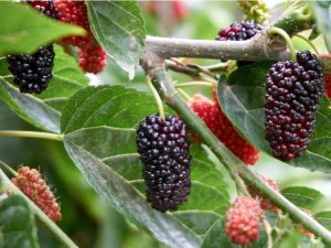 Lire la suite à propos de l’article Stérilisation des arbres fruitiers du mûrier : comment empêcher un mûrier de fructifier