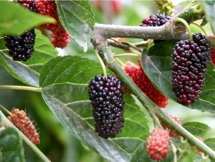 You are currently viewing Stérilisation des arbres fruitiers du mûrier : comment empêcher un mûrier de fructifier