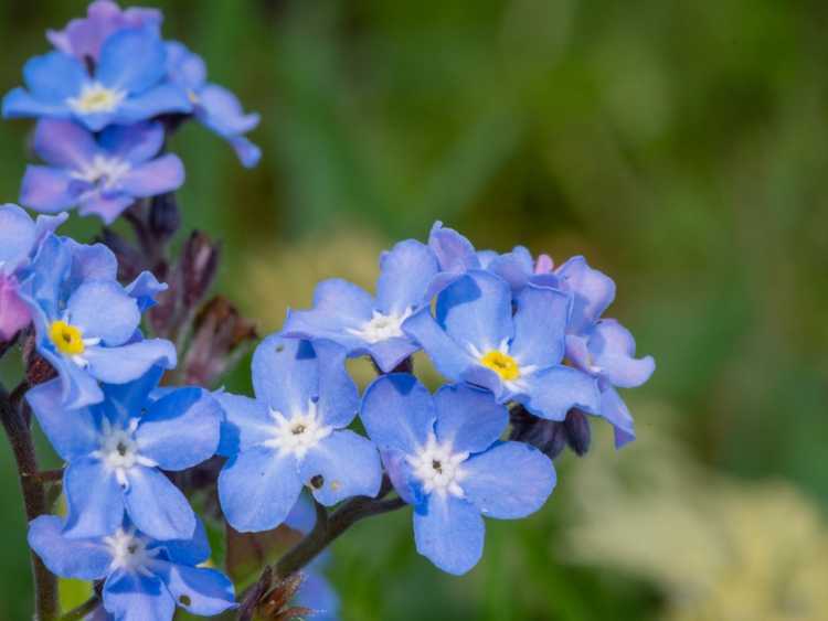 You are currently viewing Plantes myosotis – Informations sur la culture des myosotis