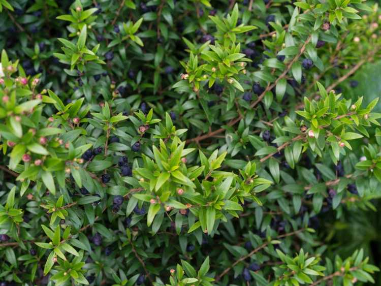 You are currently viewing Sweet Myrtle Care – Comment faire pousser du myrte doux dans votre jardin