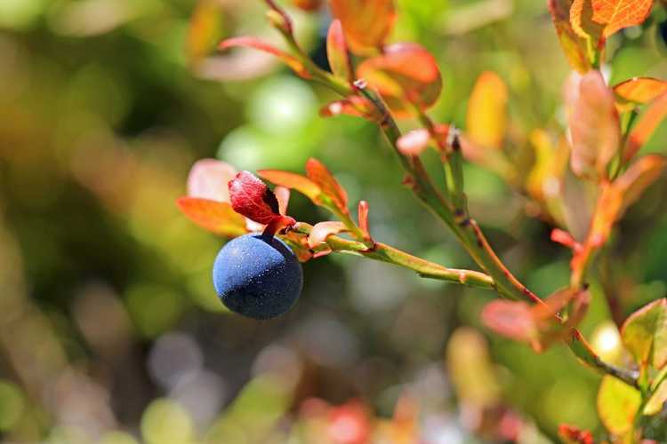 You are currently viewing Informations sur les plants de myrtilles : en savoir plus sur la culture et les soins des myrtilles