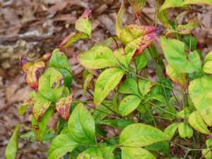 Lire la suite à propos de l’article Traitement des taches foliaires du bleuet : découvrez les types de taches foliaires du bleuet