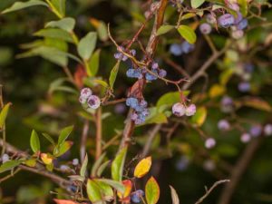 Lire la suite à propos de l’article Informations sur la brûlure des tiges du bleuet : Traiter les bleuets atteints de la brûlure des tiges