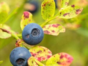 Lire la suite à propos de l’article Taches sur les feuilles de bleuet – Quelles sont les causes de la tache des feuilles de bleuet