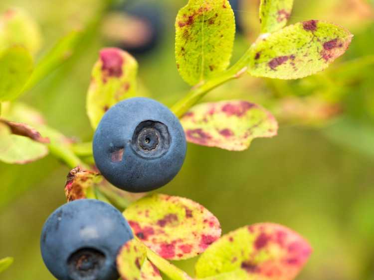 You are currently viewing Taches sur les feuilles de bleuet – Quelles sont les causes de la tache des feuilles de bleuet