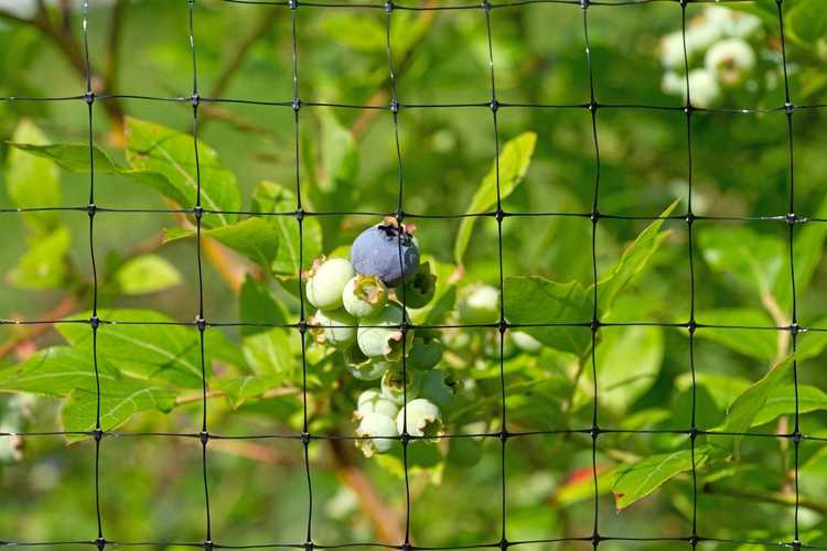 You are currently viewing Protection des plants de bleuets : comment protéger les plants de bleuets des oiseaux