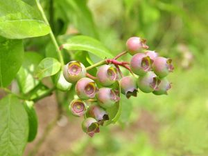 Lire la suite à propos de l’article Que sont les bleuets roses : découvrez les plants de bleuets roses