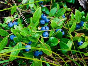 Lire la suite à propos de l’article Qu'est-ce qu'un bleuet nain – Comment cultiver des bleuets nains