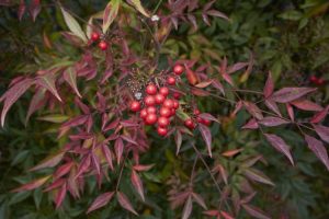 Lire la suite à propos de l’article Taille des plantes Nandina : conseils pour couper les arbustes de bambou célestes