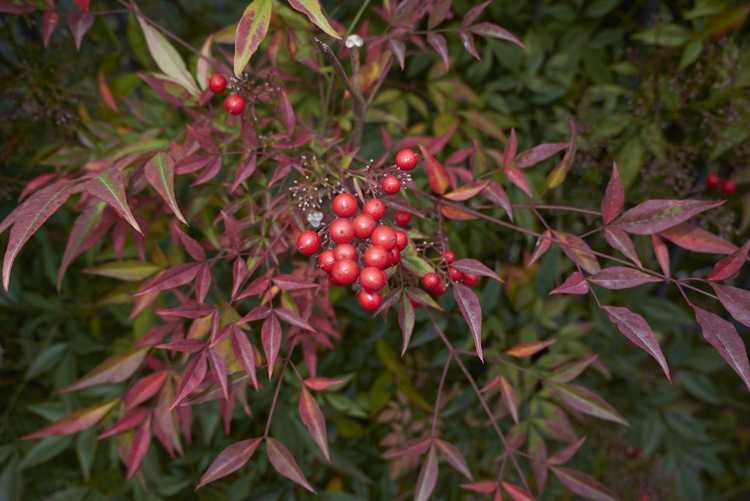 You are currently viewing Taille des plantes Nandina : conseils pour couper les arbustes de bambou célestes