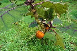 Lire la suite à propos de l’article Nourrir les plantes de Naranjilla – Comment et quand fertiliser Naranjilla