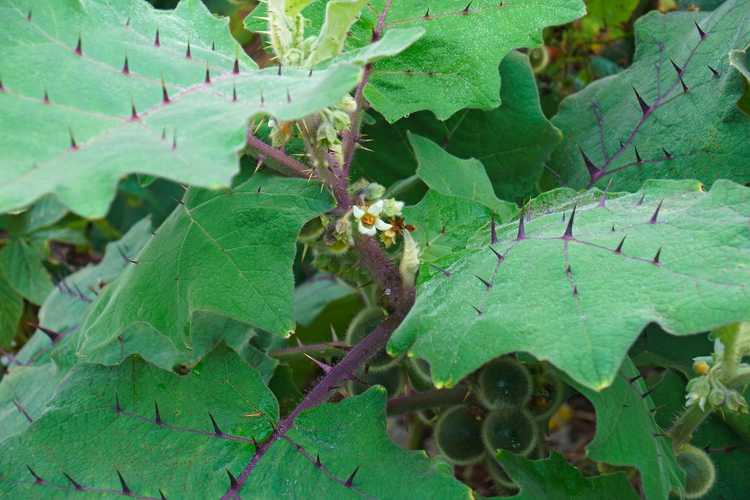 You are currently viewing Informations sur la superposition de Naranjilla : Apprenez à superposer des arbres de Naranjilla