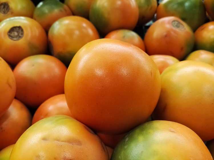 Lire la suite à propos de l’article Conseils pour arroser Naranjilla : Comment arroser un arbre Naranjilla