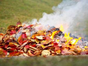 Lire la suite à propos de l’article Pourquoi vous ne devriez jamais brûler du sumac vénéneux