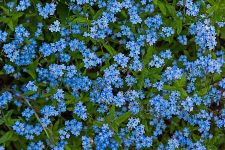 You are currently viewing Mes myosotis ne fleurissent pas : comment réparer un myosotis sans fleurs