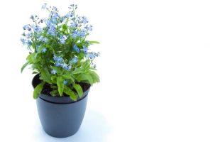 Lire la suite à propos de l’article Entretien des myosotis en pot : cultiver des plantes myosotis dans des conteneurs