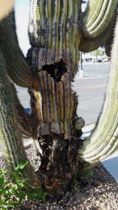 Lire la suite à propos de l’article Problèmes de cactus Saguaro – Traiter la nécrose bactérienne à Saguaro